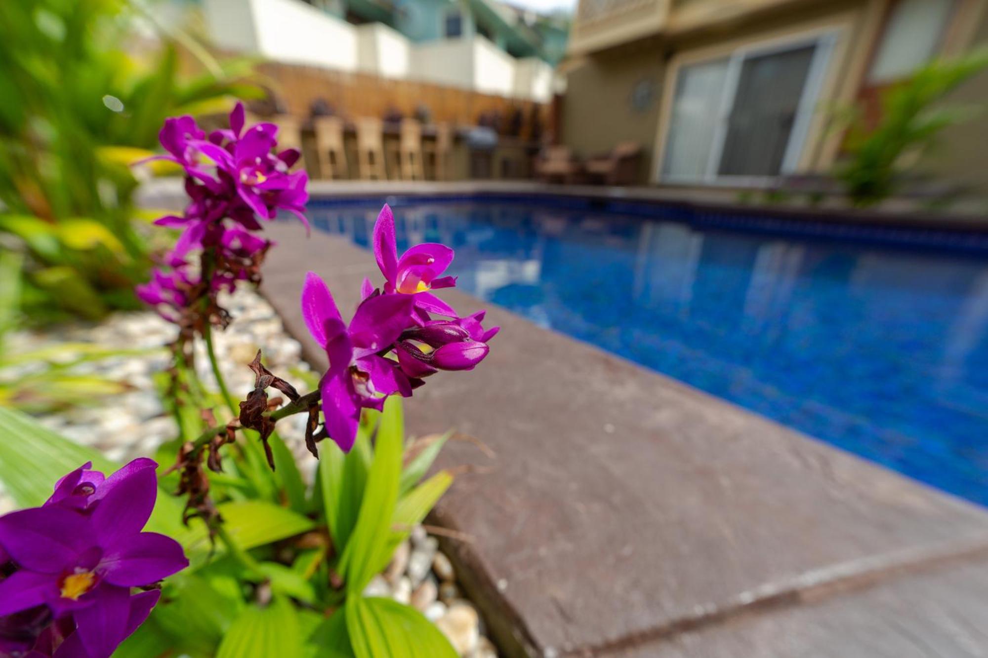 Bamboo Suite, 1 Bedroom, Sleeps 4, Pool & Bbq, Pre-Renovation Summer Sale Kihei Exterior photo